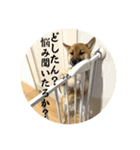 柴犬の碧丸（個別スタンプ：16）