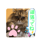 ウニセン2（個別スタンプ：6）