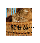 ウニセン2（個別スタンプ：9）