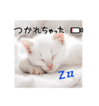 子猫の一言！！（個別スタンプ：1）