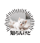 子猫の一言！！（個別スタンプ：4）