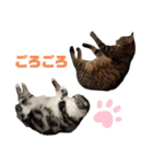ソラとレオの2（個別スタンプ：1）