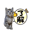 ソラとレオの2（個別スタンプ：9）