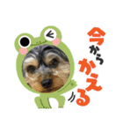 立ち耳チワックスちゃんシリーズ②（個別スタンプ：1）