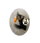 立ち耳チワックスちゃんシリーズ②（個別スタンプ：10）