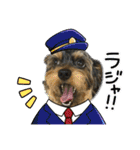 立ち耳チワックスちゃんシリーズ②（個別スタンプ：12）