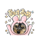 立ち耳チワックスちゃんシリーズ②（個別スタンプ：32）
