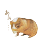 モルのつぶやき2（個別スタンプ：1）