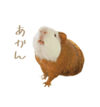 モルのつぶやき2（個別スタンプ：2）