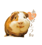 モルのつぶやき2（個別スタンプ：3）