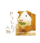 モルのつぶやき2（個別スタンプ：5）
