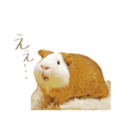 モルのつぶやき2（個別スタンプ：6）