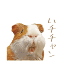モルのつぶやき2（個別スタンプ：8）