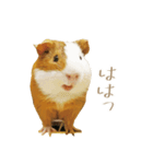 モルのつぶやき2（個別スタンプ：9）