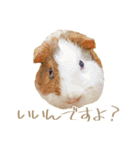 モルのつぶやき2（個別スタンプ：11）