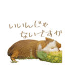 モルのつぶやき2（個別スタンプ：12）