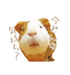 モルのつぶやき2（個別スタンプ：13）