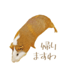 モルのつぶやき2（個別スタンプ：14）