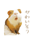 モルのつぶやき2（個別スタンプ：15）