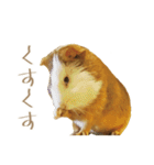モルのつぶやき2（個別スタンプ：16）