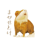 モルのつぶやき2（個別スタンプ：17）