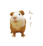 モルのつぶやき2（個別スタンプ：18）