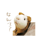 モルのつぶやき2（個別スタンプ：20）