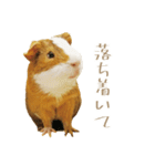 モルのつぶやき2（個別スタンプ：21）
