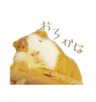 モルのつぶやき2（個別スタンプ：22）