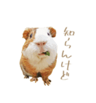 モルのつぶやき2（個別スタンプ：23）