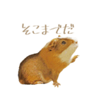 モルのつぶやき2（個別スタンプ：24）