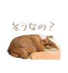 モルのつぶやき2（個別スタンプ：26）