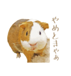 モルのつぶやき2（個別スタンプ：29）