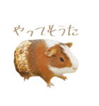 モルのつぶやき2（個別スタンプ：30）
