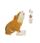 モルのつぶやき2（個別スタンプ：31）