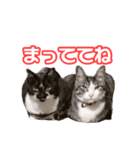 こてつ＆まーあスマイル（個別スタンプ：4）