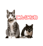 こてつ＆まーあスマイル（個別スタンプ：5）