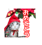 こてつ＆まーあスマイル（個別スタンプ：8）