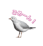 よく使う鳩たち(カモメMix)（個別スタンプ：1）