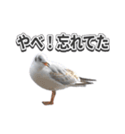 よく使う鳩たち(カモメMix)（個別スタンプ：3）