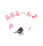 よく使う鳩たち(カモメMix)（個別スタンプ：16）