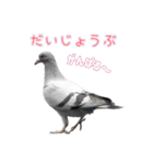 よく使う鳩たち(カモメMix)（個別スタンプ：18）