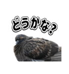 よく使う鳩たち(カモメMix)（個別スタンプ：20）