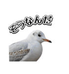 よく使う鳩たち(カモメMix)（個別スタンプ：26）