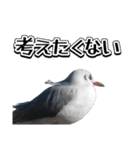 よく使う鳩たち(カモメMix)（個別スタンプ：36）