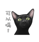 苦悩の黒猫（グリーンの目Ver.）（個別スタンプ：11）