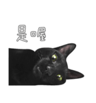 苦悩の黒猫（グリーンの目Ver.）（個別スタンプ：15）