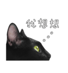 苦悩の黒猫（グリーンの目Ver.）（個別スタンプ：17）