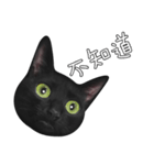 苦悩の黒猫（グリーンの目Ver.）（個別スタンプ：19）