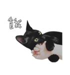 苦悩の黒猫（グリーンの目Ver.）（個別スタンプ：22）